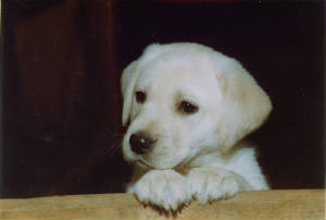 pup.jpg